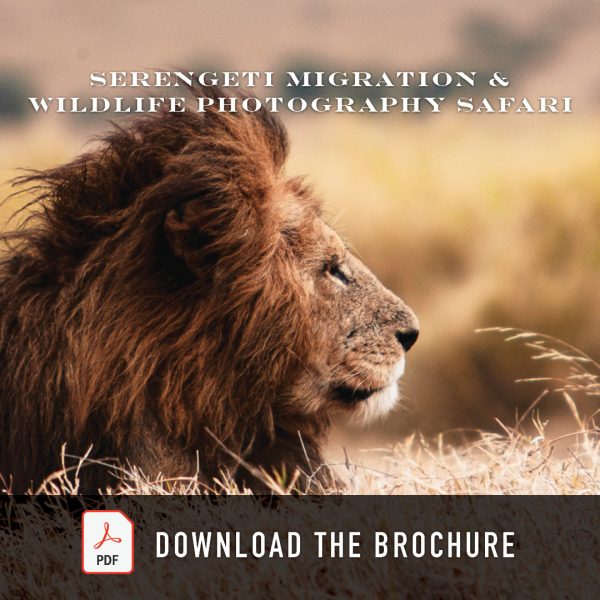 Mark Thornton Safaris Brochure Download (PDF)